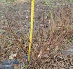 Borealis 2015-10-26 150